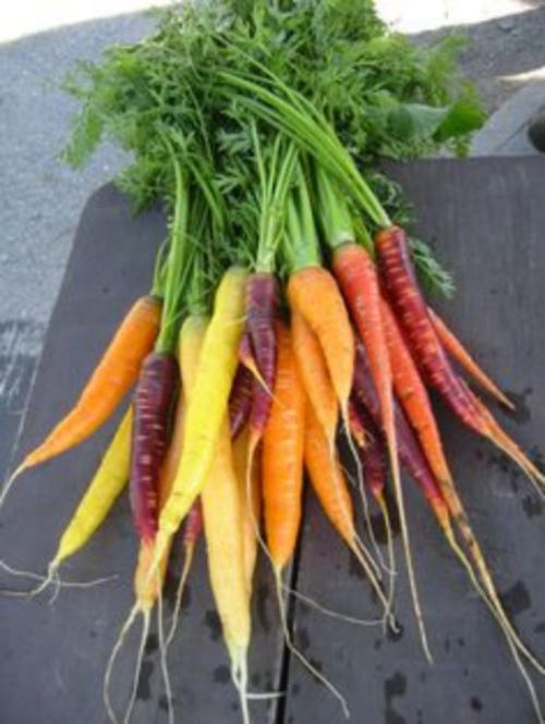Rainbow Mix Carrots